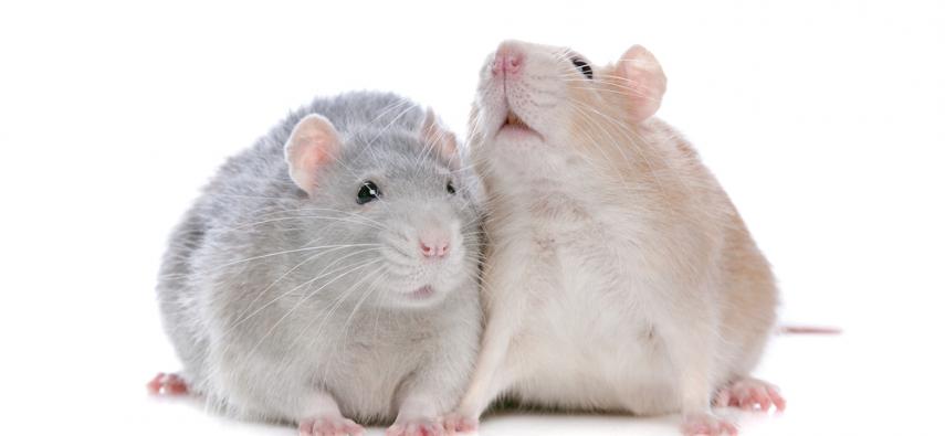 Behawioralne i neuronalne podstawy awersji wobec nierówności (inequity aversion) u szczurów