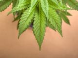 Marihuana w leczeniu padaczki – informacje wstępne